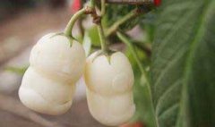 栽培人參果的整地施肥、定植與追肥和澆水問題
