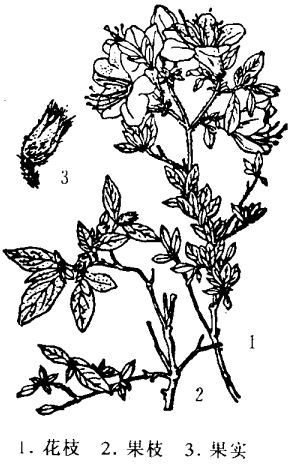 有關(guān)杜鵑花的醫(yī)學配方 杜鵑花的功效與作用