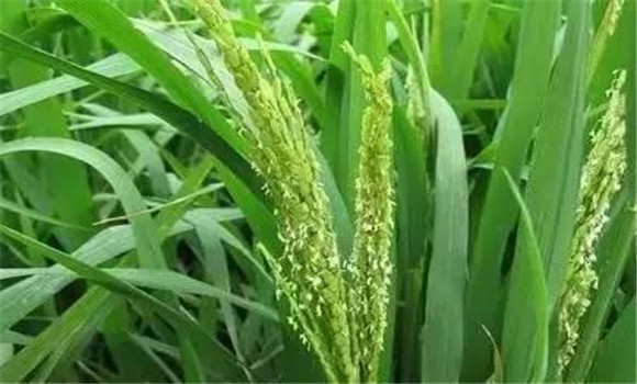 水稻揚花期的管理技術(shù)要點