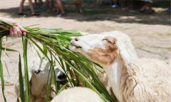 玉米秸稈可直接飼喂畜禽嗎？玉米秸稈如何發(fā)酵