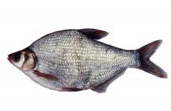 武昌魚的生活習性和養(yǎng)殖條件，魚種如何培育