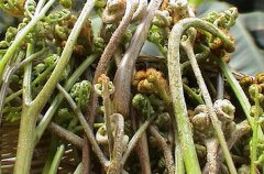野菜中的蕨菜有營養(yǎng)嗎？
