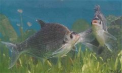 鳊魚(yú)在魚(yú)塘能自行繁殖嗎？鳊魚(yú)養(yǎng)殖要喂什么