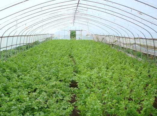 大棚蔬菜利潤與成本分析 大棚蔬菜種植技術(shù)