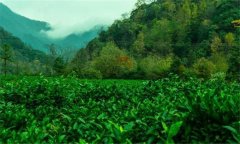 祁門紅茶的產(chǎn)地是哪里？祁門紅茶的沖泡方法