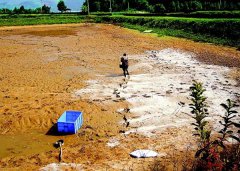 怎樣用生石灰、漂白粉、茶枯和巴豆給魚塘消毒