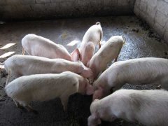 如何降低養(yǎng)豬成本？降低豬飼養(yǎng)成本的30個竅門