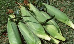 糯玉米如何進(jìn)行水肥管理？糯玉米種植技術(shù)要點(diǎn)