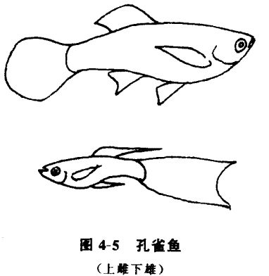 怎樣養(yǎng)孔雀魚？