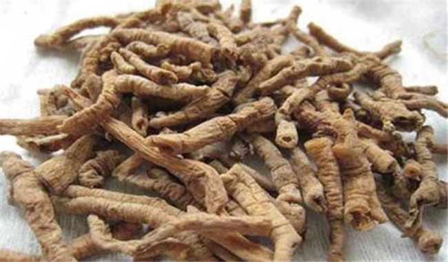 遠(yuǎn)志的用法、用量與禁忌