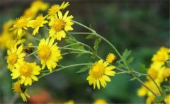 野菊花史話，介紹幾個(gè)野菊花的消腫養(yǎng)顏妙方