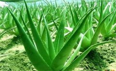 蘆薈的藥用價值，介紹幾個蘆薈的養(yǎng)顏配方