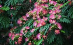 合歡花的產地與功效 有關合歡花的養(yǎng)顏妙方