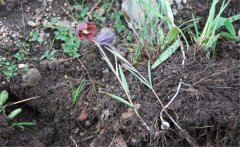 川貝母產(chǎn)地是哪里？川貝母的用法、用量與禁忌