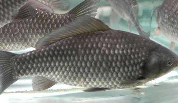 鯽魚的養(yǎng)殖密度、品種搭配、飼料選擇
