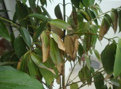 平安樹(shù)葉子下垂及干枯該怎么辦？