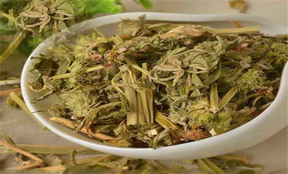 益母草的用法、用量與禁忌