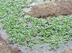水溫、ph值對(duì)鱔魚(yú)養(yǎng)殖的影響