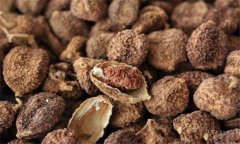 砂仁的功效與作用是什么 砂仁的用法、用量與禁