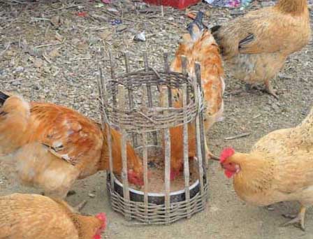 雞養(yǎng)殖技術