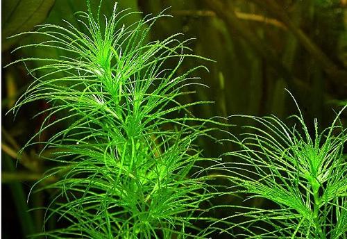 魚(yú)類天然餌料的來(lái)源與分類