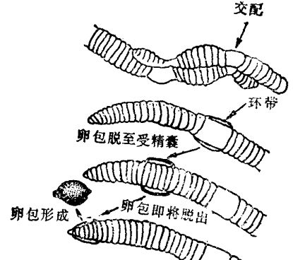 蚯蚓飼養(yǎng)管理技術