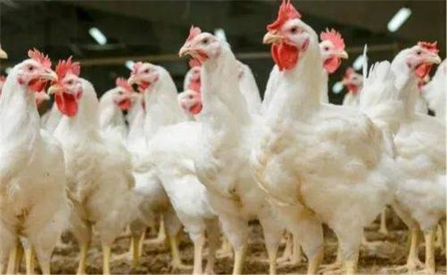 肉雞公、母雞生長(zhǎng)速度不同