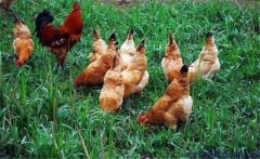 肉雞光照管理方法、光照方案選擇與強(qiáng)度要求