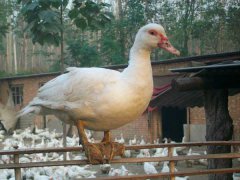 番鴨產(chǎn)蛋期為幾月份？番鴨產(chǎn)蛋期飼養(yǎng)管理技術(shù)