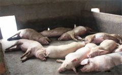 豬黃脂病的病因有哪些？豬黃脂病如何預(yù)防？