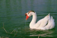 冬季如何高效養(yǎng)鵝，新手冬季養(yǎng)鵝需要注意什么