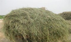 優(yōu)質(zhì)青干草應(yīng)具備哪些條件，如何評定其質(zhì)量