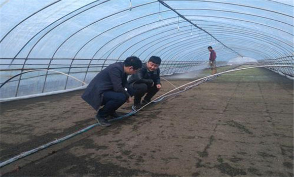 大棚番茄、水稻栽培模式的收益情況