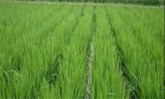 水稻遭遇高溫熱害怎么辦，有何補救技術(shù)措施？