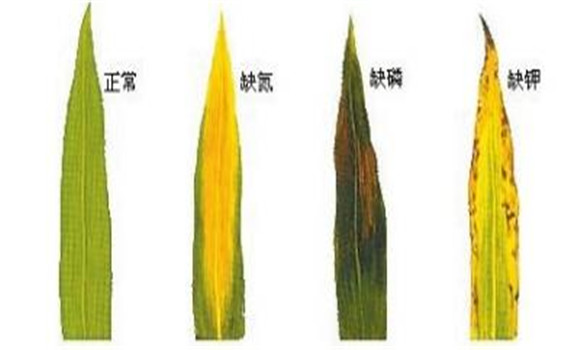 植物缺氮、磷、鉀元素時各有什么癥狀