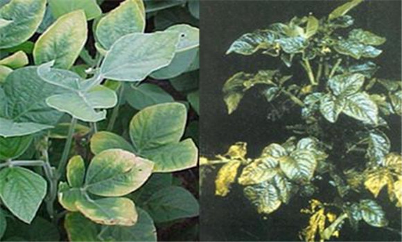 如何判斷植物缺少氮、磷、鉀元素