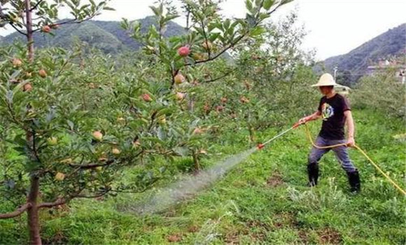 蘋(píng)果樹(shù)澆水最佳時(shí)間
