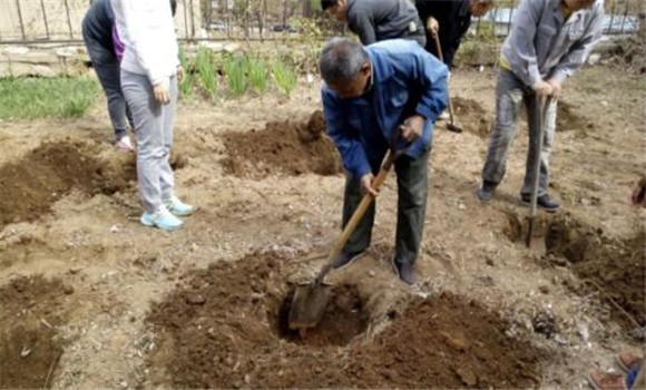 挖定植穴、施足底肥