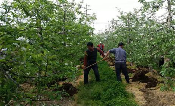 蘋(píng)果基肥的種類和施肥量