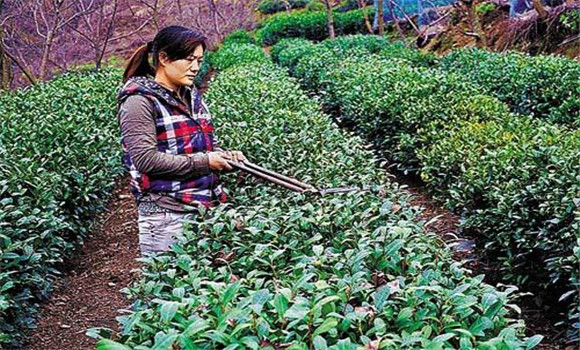 怎樣修剪茶樹？茶樹的修剪方法介紹