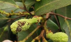 荔枝炭疽病的癥狀特征、防治方法及其發(fā)病規(guī)律