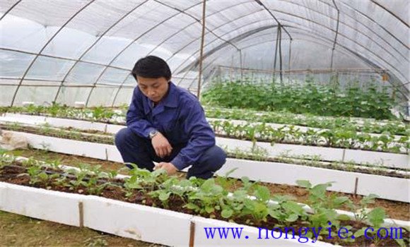 大棚番茄品種應(yīng)耐低溫、早熟