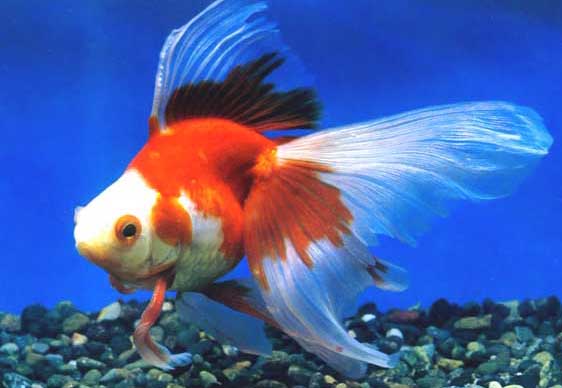 觀賞魚(yú)的種類(lèi)