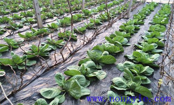 春季保護地紫甘藍(lán)種植技術(shù)及管理方法