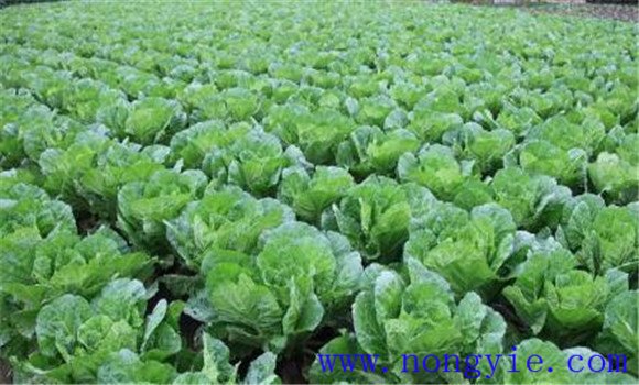 白菜施肥方法、用什么肥料