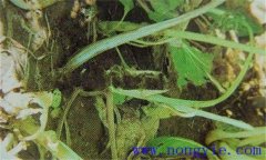 油菜軟腐病危害癥狀、病原 油菜軟腐病如何防治