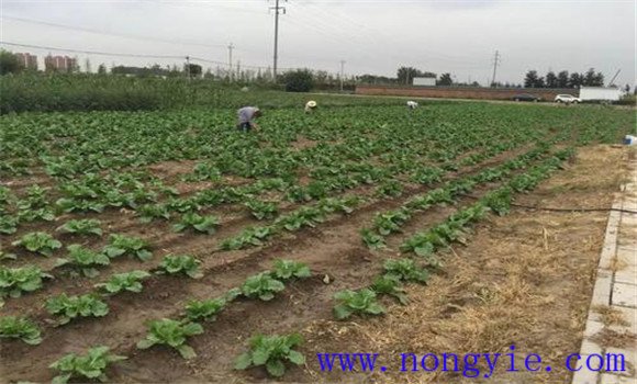 大白菜的間苗、除草
