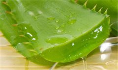 蘆薈能延緩衰老嗎？蘆薈為什么能延緩衰老？