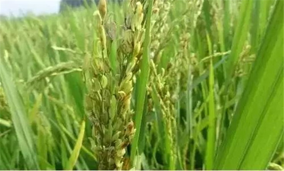 水稻穎殼不閉合、不灌漿怎么辦