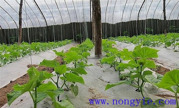 西葫蘆定植澆緩苗水、追肥